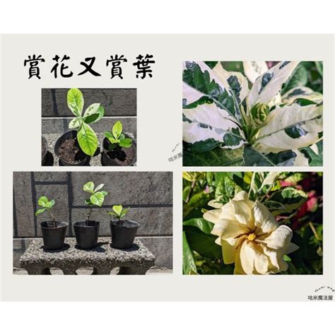 槴子花種植 仙天量不準